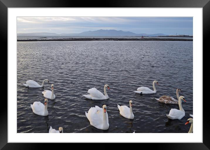 Old Saltcoats bathing pool swans Framed Mounted Print by Allan Durward Photography