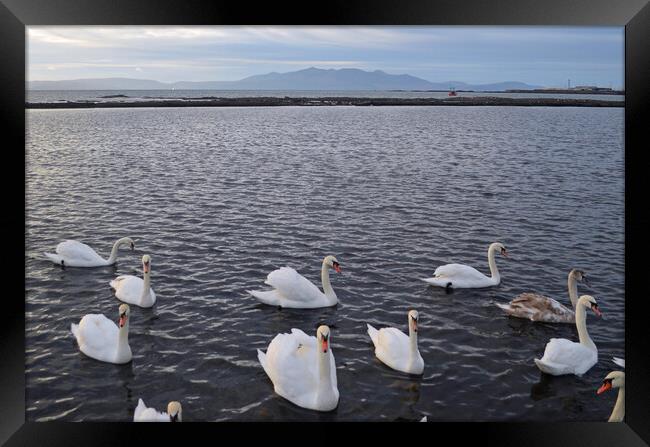 Old Saltcoats bathing pool swans Framed Print by Allan Durward Photography