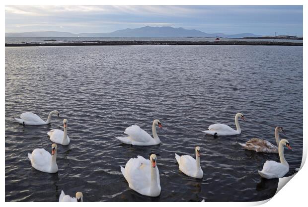 Old Saltcoats bathing pool swans Print by Allan Durward Photography