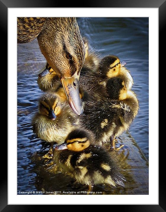 Broody Framed Mounted Print by K7 Photography