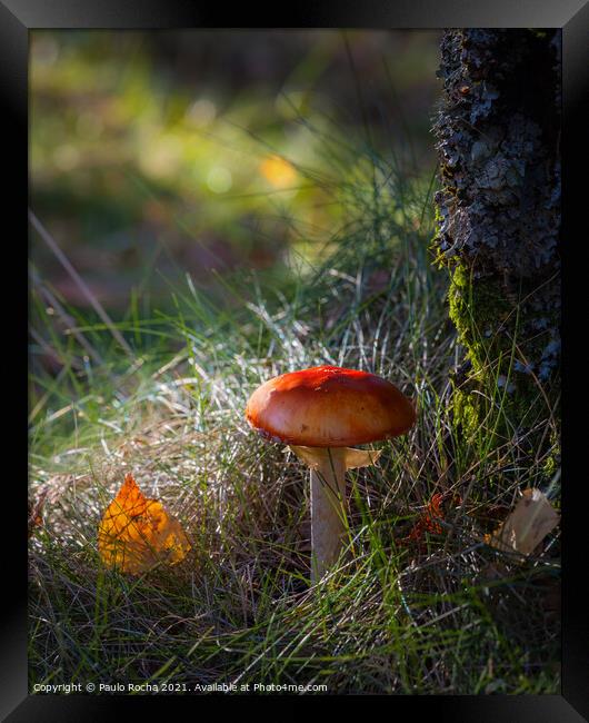 Red mushroom in green forest Framed Print by Paulo Rocha