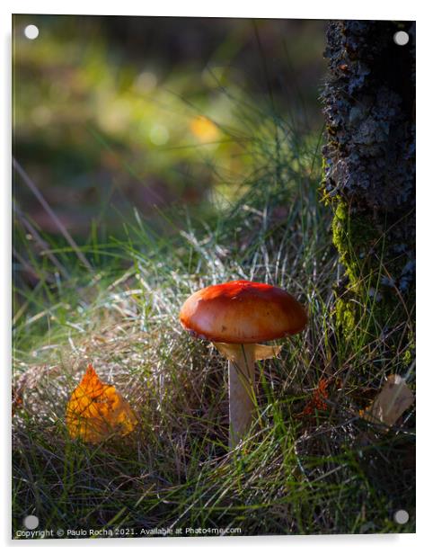 Red mushroom in green forest Acrylic by Paulo Rocha