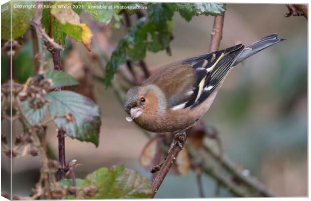 Chaffinch with seed in beak Canvas Print by Kevin White