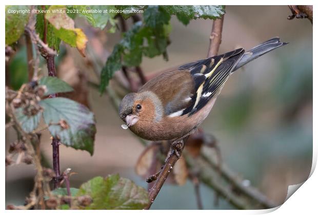 Chaffinch with seed in beak Print by Kevin White