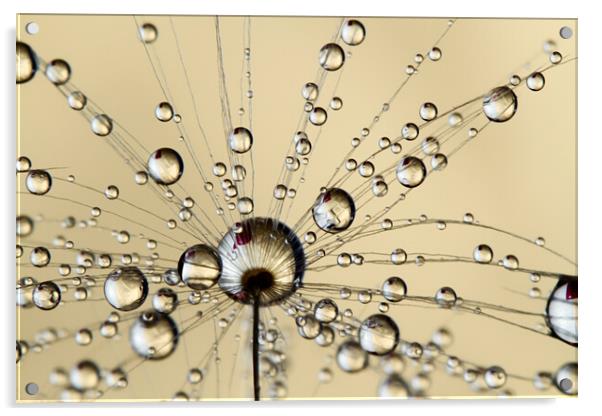A Spray of Dandy Drops Acrylic by Sharon Johnstone