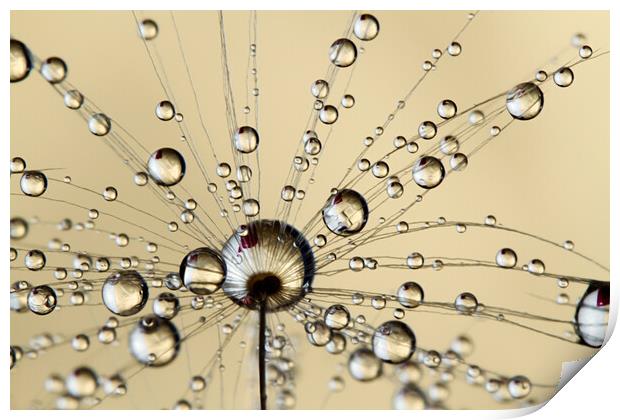 A Spray of Dandy Drops Print by Sharon Johnstone