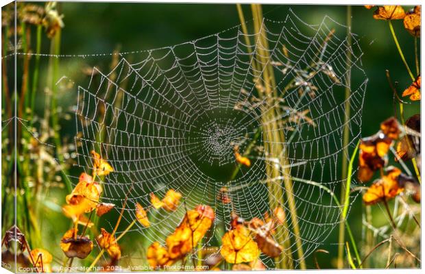 Dew-Webbed Beauty Canvas Print by Roger Mechan