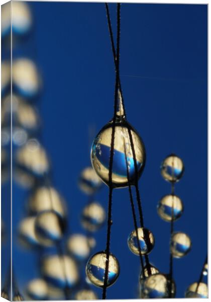 Royal Blue Grass Seed Drops Canvas Print by Sharon Johnstone