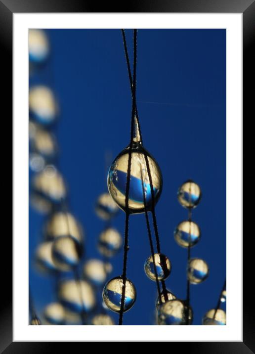 Royal Blue Grass Seed Drops Framed Mounted Print by Sharon Johnstone