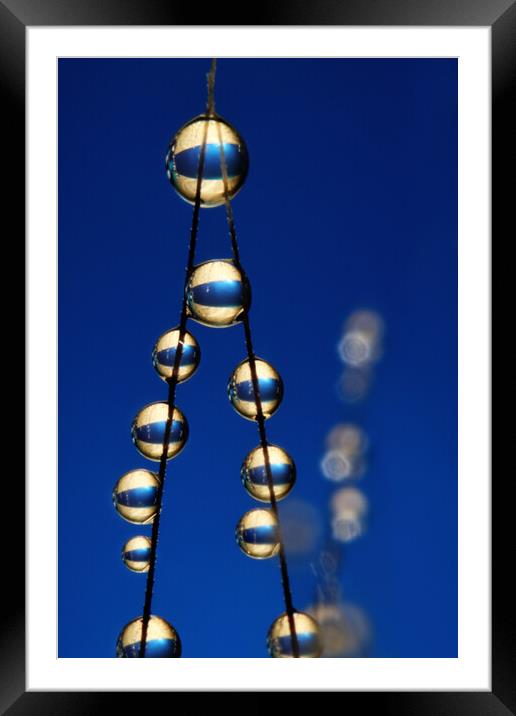Royal Blue Grass Seed Drops II Framed Mounted Print by Sharon Johnstone