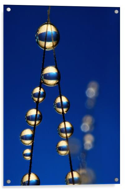Royal Blue Grass Seed Drops II Acrylic by Sharon Johnstone