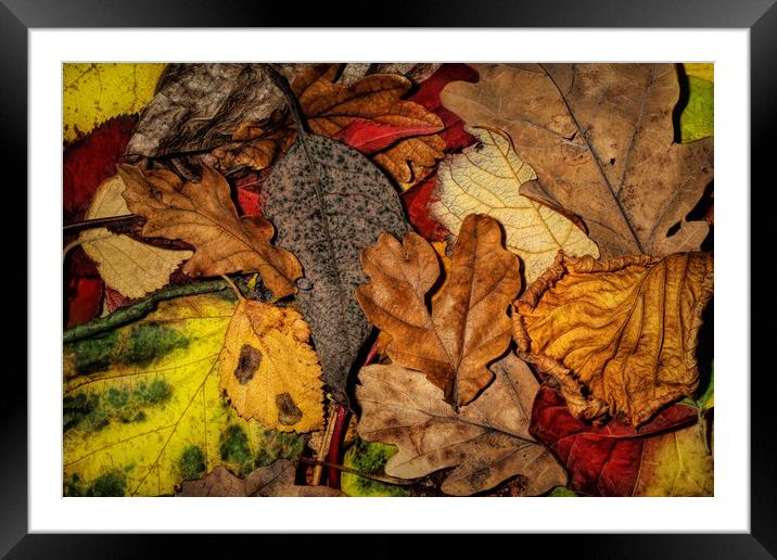 My Autumn Garden Framed Mounted Print by Sharon Johnstone