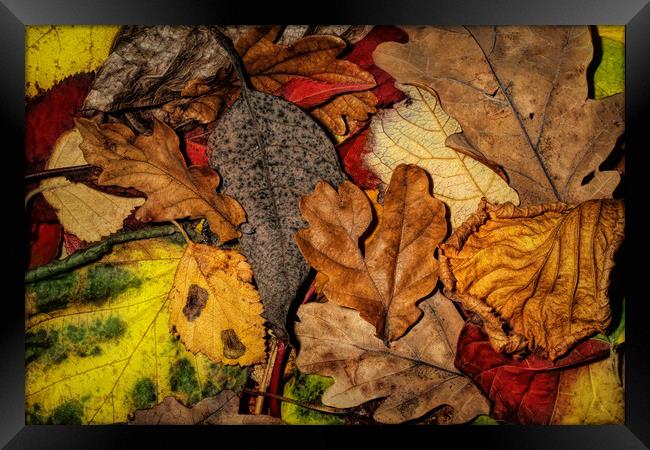My Autumn Garden Framed Print by Sharon Johnstone