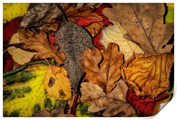 My Autumn Garden Print by Sharon Johnstone