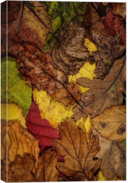 My Autumn Garden II Canvas Print by Sharon Johnstone