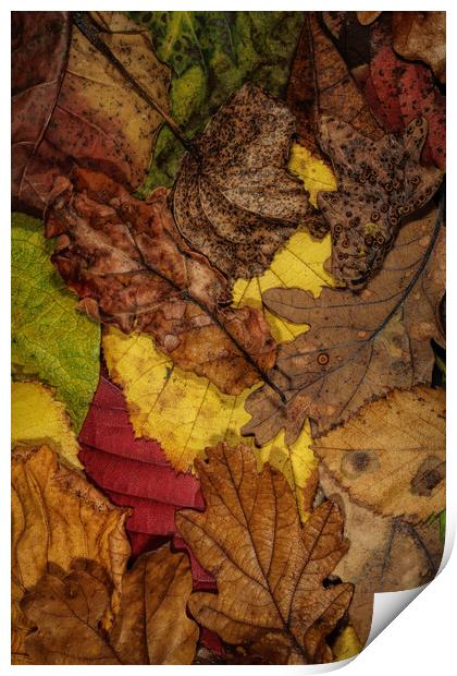 My Autumn Garden II Print by Sharon Johnstone