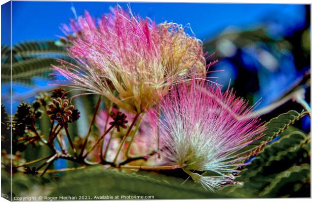 Pink Feathery Blooms of Albizzia Canvas Print by Roger Mechan