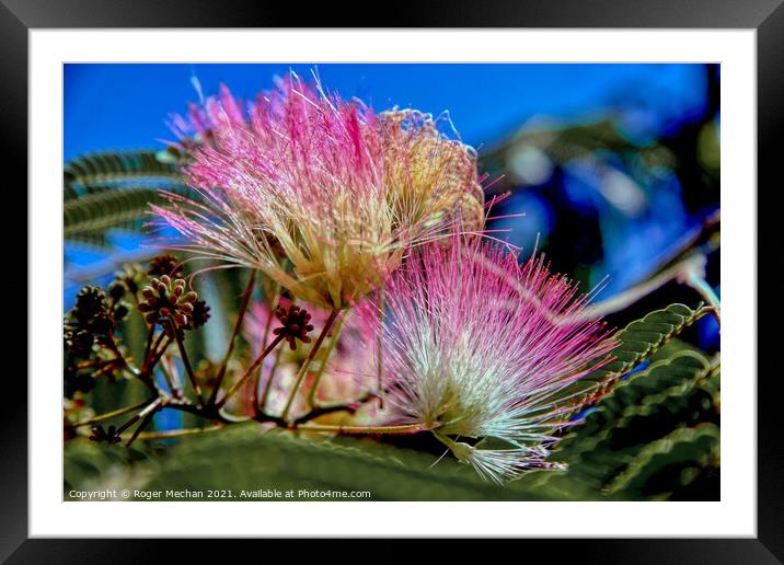 Pink Feathery Blooms of Albizzia Framed Mounted Print by Roger Mechan