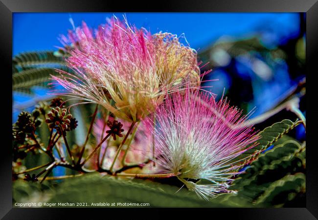 Pink Feathery Blooms of Albizzia Framed Print by Roger Mechan