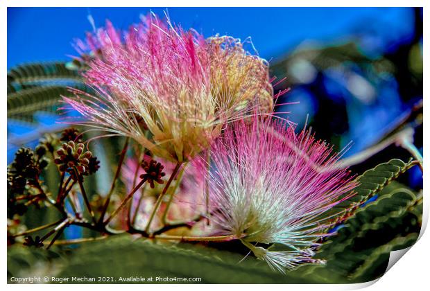 Pink Feathery Blooms of Albizzia Print by Roger Mechan
