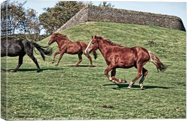 A horse running in a grassy field Canvas Print by Philip Gough