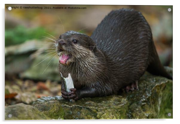 Otter Has Got His Fish Acrylic by rawshutterbug 