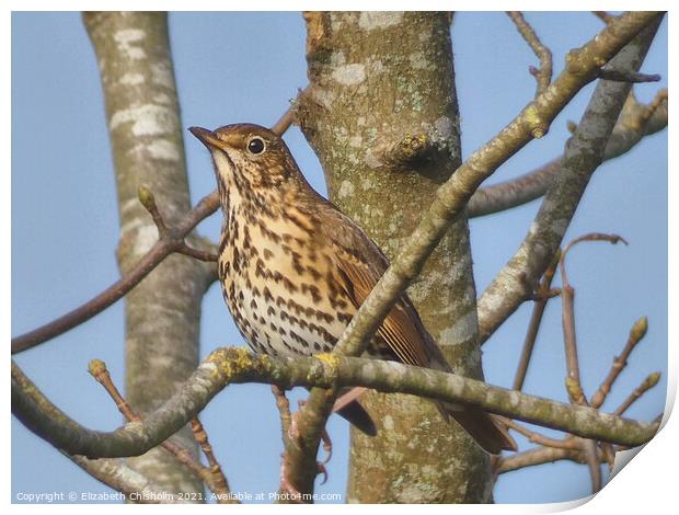 Song Thrush in a bare tree in Buckfast Print by Elizabeth Chisholm
