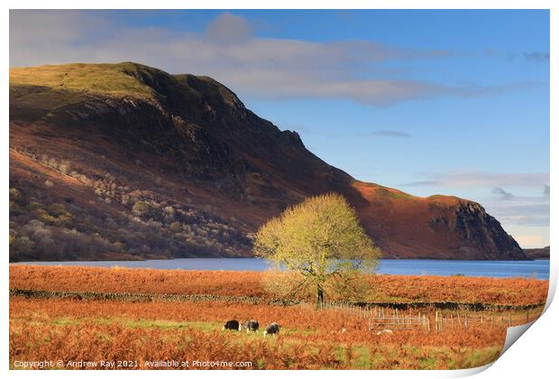 Autumn at Ennerdale Water Print by Andrew Ray