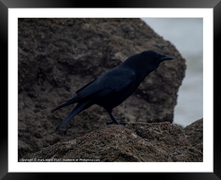 Crow on the Coast. Framed Mounted Print by Mark Ward