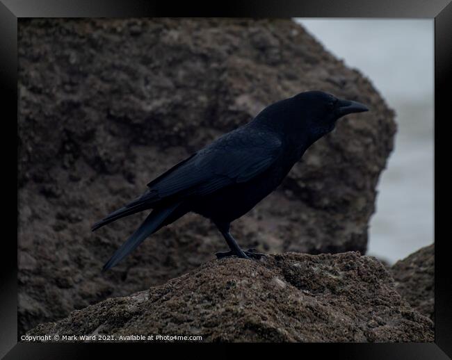 Crow on the Coast. Framed Print by Mark Ward