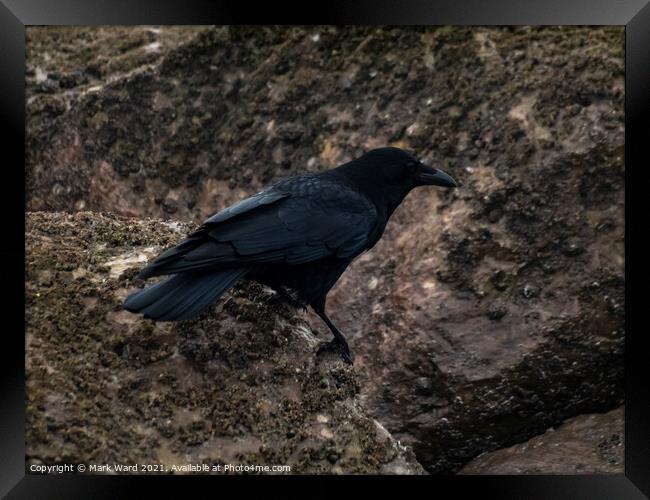 The Crow. Framed Print by Mark Ward