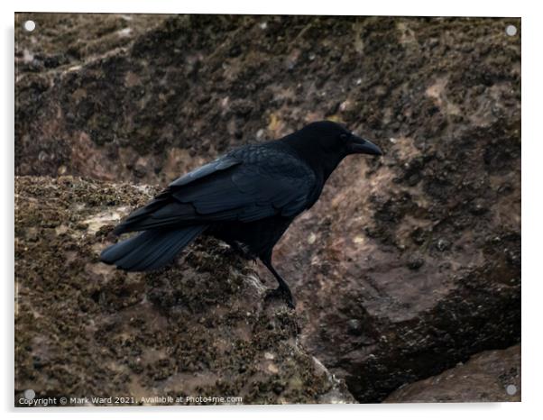 The Crow. Acrylic by Mark Ward
