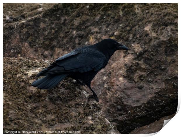 The Crow. Print by Mark Ward