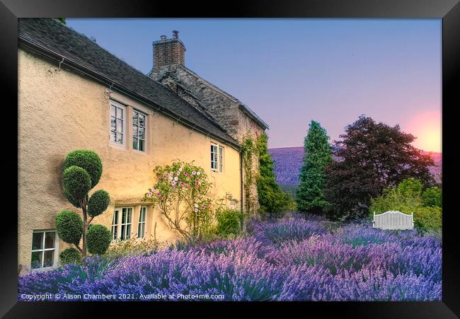 Sunrise At Lavender Cottage Framed Print by Alison Chambers