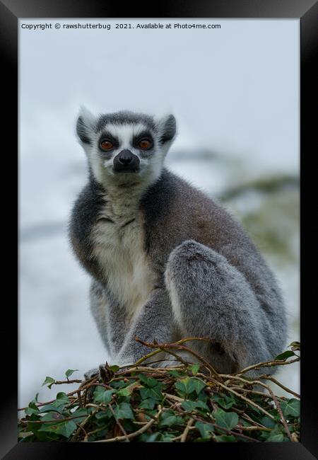 Ring Tailed Lemur Framed Print by rawshutterbug 