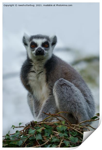 Ring Tailed Lemur Print by rawshutterbug 