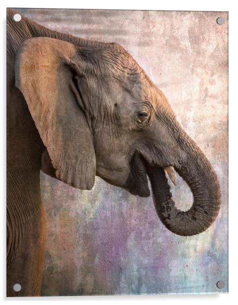 Side Profile of a Young Elephant Acrylic by Belinda Greb