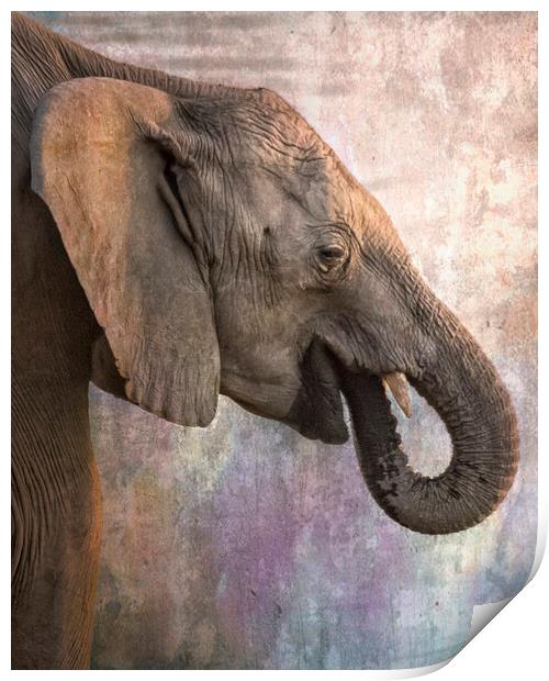 Side Profile of a Young Elephant Print by Belinda Greb