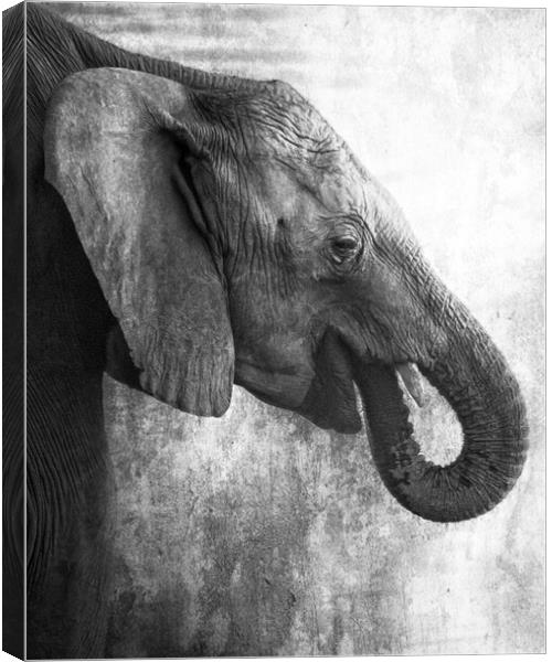 Side Profile of a Young Elephant bw Canvas Print by Belinda Greb