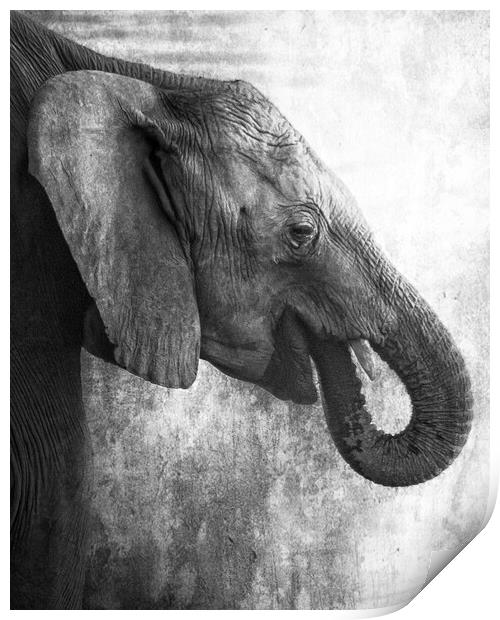 Side Profile of a Young Elephant bw Print by Belinda Greb