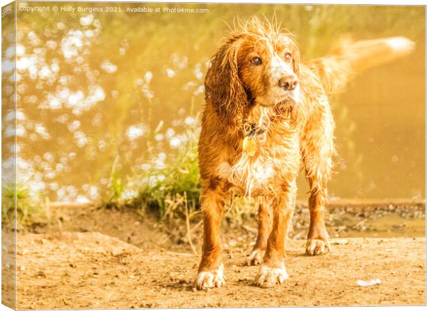 Cocker spaniel having fun in the river Canvas Print by Holly Burgess