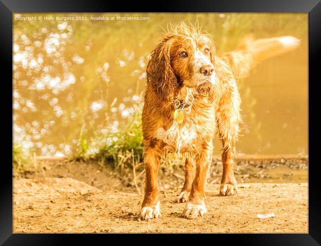 Cocker spaniel having fun in the river Framed Print by Holly Burgess