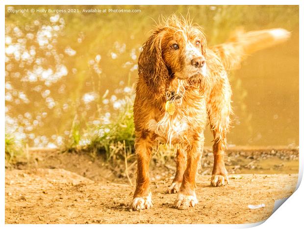 Cocker spaniel having fun in the river Print by Holly Burgess