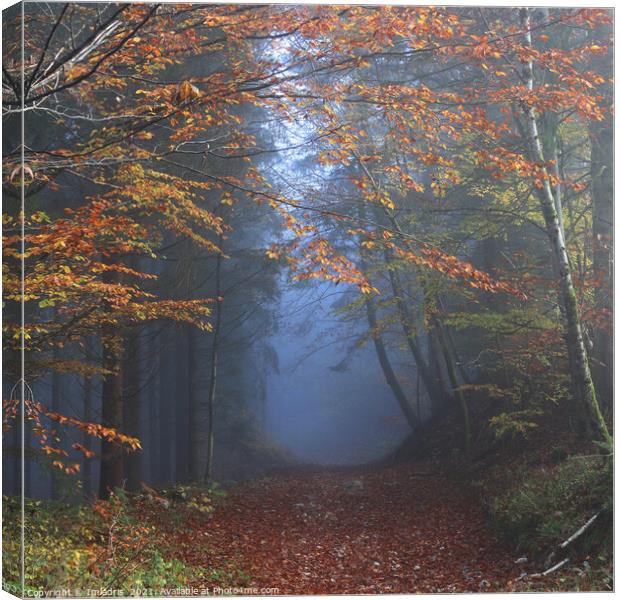 Vosges Mountains Forest Walk, Autumn in France Canvas Print by Imladris 