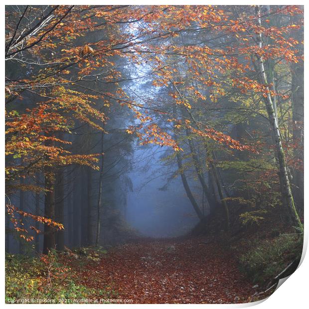 Vosges Mountains Forest Walk, Autumn in France Print by Imladris 