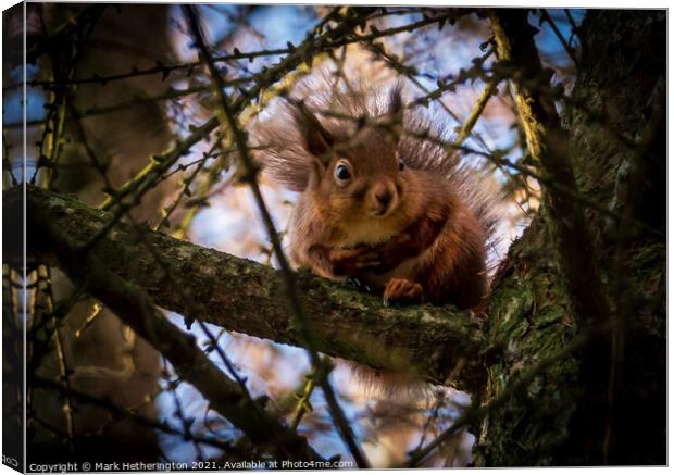 Red Squirrel Canvas Print by Mark Hetherington