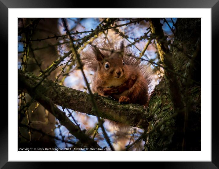 Red Squirrel Framed Mounted Print by Mark Hetherington