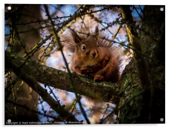 Red Squirrel Acrylic by Mark Hetherington