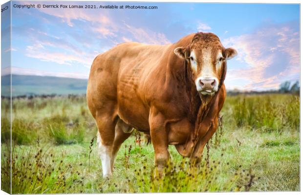 Bull in the field Canvas Print by Derrick Fox Lomax