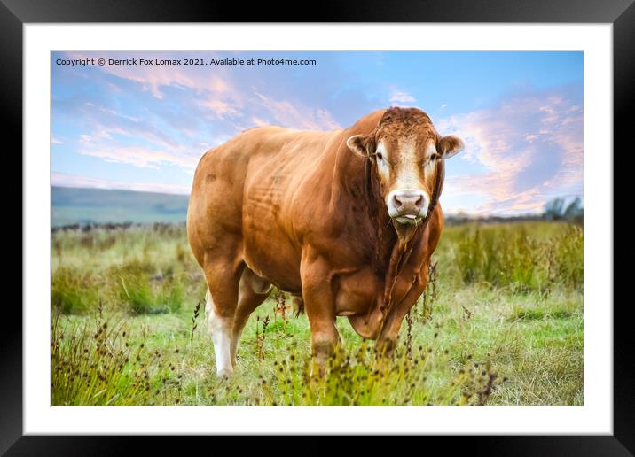 Bull in the field Framed Mounted Print by Derrick Fox Lomax